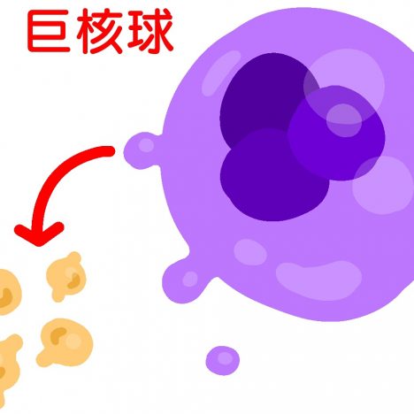 単球系について